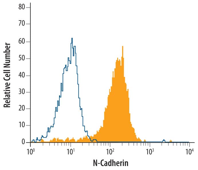 HeLa human cervical epithelial carcinoma cell line was stained with Mouse Anti-Human N-Cadherin Monoclonal Antibody (Catalog # MAB13882, filled histogram) or isotype control antibody mouse IgM (open histogram), followed by Phycoerythrin-conjugated Anti-Mouse IgM Secondary Antibody (Catalog # F0116) at 10 µL/106cells.