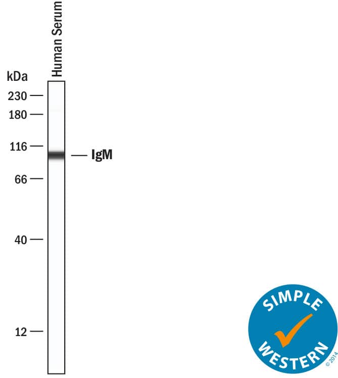 Simple Western lane view shows lysates of human serum, loaded at 1:4000 dilution. A specific band was detected for IgM at approximately 103 kDa (as indicated) using 5 µg/mL of Rabbit Anti-Human IgM Monoclonal Antibody (Catalog # MAB94351). This experiment was conducted under reducing conditions and using the 12‑230 kDa separation system.
