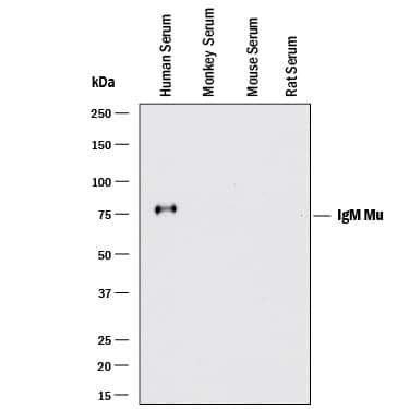 Western blot shows lysates of human serum, monkey serum (negative control), mouse serum (negative control), and rat serum (negative control). PVDF membrane was probed with 0.1 µg/mL of Rabbit Anti-Human IgM Monoclonal Antibody (Catalog # MAB94351) followed by HRP-conjugated Anti-Rabbit IgG Secondary Antibody (HAF008). A specific band was detected for IgM at approximately 75 kDa (as indicated). This experiment was conducted under reducing conditions and using Immunoblot Buffer Group 1.