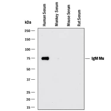 Western blot shows lysates of human serum, monkey serum, mouse serum and rat plasma. PVDF membrane was probed with 0.1 µg/mL of Rabbit Anti-Human IgM Monoclonal Antibody (Catalog # MAB9435) followed by HRP-conjugated Anti-Rabbit IgG Secondary Antibody (HAF008). A specific band was detected for IgM at approximately 65 kDa (as indicated). This experiment was conducted under reducing conditions and using Immunoblot Buffer Group 1.
