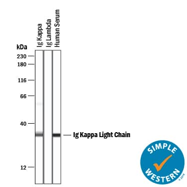 Simple Western Human Kappa Light Chain Antibody (999947) [Unconjugated]