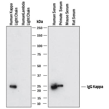 Western blot shows human kappa light chain protein, human lambda light chain protein (negative control), human serum, primate serum, mouse serum (negative control), and rat serum (negative control). PVDF membrane was probed with 2 µg/mL of Rabbit Anti-Human/Primate Ig Kappa Light Chain Monoclonal Antibody (Catalog # MAB100502) followed by HRP-conjugated Anti-Rabbit IgG Secondary Antibody (Catalog # HAF008). A specific band was detected for Ig Kappa Light Chain at approximately 25 kDa (as indicated). This experiment was conducted under reducing conditions and using Immunoblot Buffer Group 1.