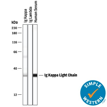 Simple Western Human Kappa Light Chain Antibody (999916) [Unconjugated]