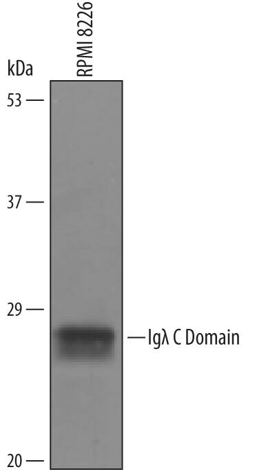 Western blot shows lysates of RPMI 8226 human multiple myeloma cell line. PVDF Membrane was probed with 1 µg/mL of Human Ig lambda C Domain Antigen Affinity-purified Polyclonal Antibody (Catalog # AF6525) followed by HRP-conjugated Anti-Goat IgG Secondary Antibody (Catalog # HAF019). A specific band was detected for Immunoglobulin lambda constant region at approximately 25 kDa (as indicated). This experiment was conducted under reducing conditions and using Immunoblot Buffer Group 8.