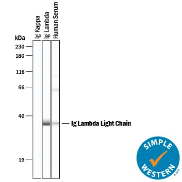 Simple Western Human lambda light chain Antibody (1000011) [Unconjugated]