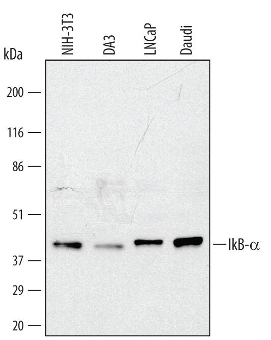 Western blot shows lysates of NIH-3T3 mouse embryonic fibroblast cell line, DA3 mouse myeloma cell line, LNCaP human prostate cancer cell line, and Daudi human Burkitt's lymphoma cell line. PVDF membrane was probed with 0.1 µg/mL of Sheep Anti-Human/Mouse IkB-a Antigen Affinity-purified Polyclonal Antibody (Catalog # AF4299) followed by HRP-conjugated Anti-Sheep IgG Secondary Antibody (HAF016). A specific band was detected for IkB-a at approximately 42 kDa (as indicated). This experiment was conducted under reducing conditions and using Immunoblot Buffer Group 1.