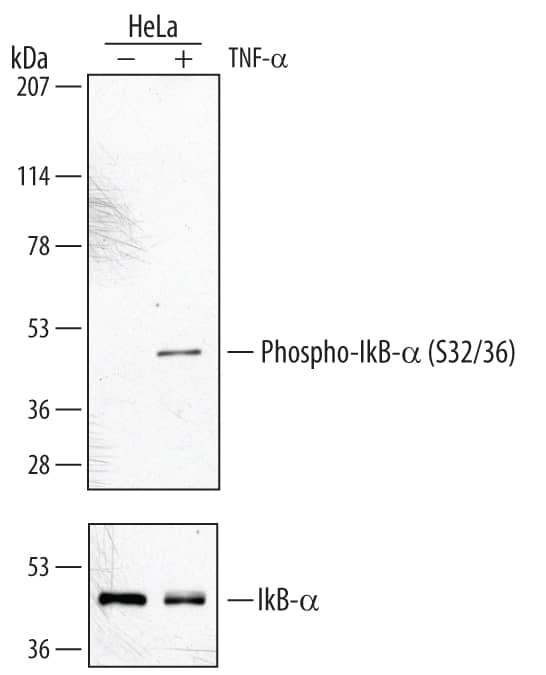 Western blot shows lysates of HeLa human cervical epithelial carcinoma cell line untreated (-) or treated (+) with 20 ng/mL Recombinant Human TNF-a (Catalog # 210-TA) for 5 minutes. PVDF membrane was probed with 1 µg/mL Rabbit Anti-Human Phospho-IkB-a (S32/S36) Antigen Affinity-purified Polyclonal Antibody (Catalog # AF4809) followed by HRP-conjugated Anti-Rabbit IgG Secondary Antibody (Catalog # HAF008). A specific band for Phospho-IkB-a (S32/S36) was detected at approximately 44 kDa (as indicated). For additional reference, duplicate lysates were probed with 0.1 µg/mL Human IkB-a Monoclonal Antibody (lower panel, Catalog # MAB4299). This experiment was conducted under reducing conditions and using Immunoblot Buffer Group 1.