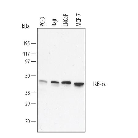Western blot shows lysates of Raji human Burkitt's lymphoma cell line, MCF-7 human breast cancer cell line, PC-3 human prostate cancer cell line, and LNCaP human prostate cancer cell line. PVDF membrane was probed with 0.1 µg/mL of Mouse Anti-Human IkB-a Monoclonal Antibody (Catalog # MAB4299) followed by HRP-conjugated Anti-Mouse IgG Secondary Antibody (Catalog # HAF007). A specific band was detected for IkB-a at approximately 44 kDa (as indicated). This experiment was conducted under reducing conditions and using Immunoblot Buffer Group 4.