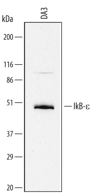 Western Blot IkB-epsilon Antibody