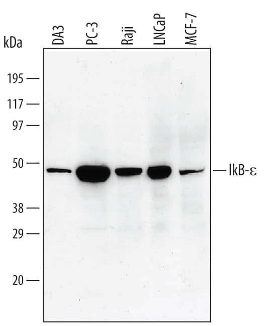 Western Blot IkB-epsilon Antibody (418515)