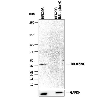 <b>Genetic Strategies Validation. </b>Western blot shows lysates of HEK293T human embryonic kidney parental cell line and IkB-a knockout HEK293T cell line (KO). PVDF membrane was probed with 0.1 µg/mL of Sheep Anti-Human/Mouse IkB-a Antigen Affinity-purified Polyclonal Antibody (Catalog # AF4299) followed by HRP-conjugated Anti-Sheep IgG Secondary Antibody (HAF016). A specific band was detected for IkB-a at approximately 38 kDa (as indicated) in the parental HEK293T cell line, but is not detectable in knockout HEK293T cell line. GAPDH (AF5718) is shown as a loading control. This experiment was conducted under reducing conditions and using Immunoblot Buffer Group 1.