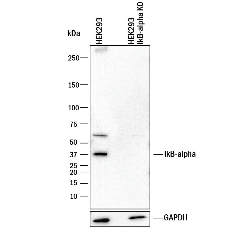 <b>Genetic Strategies Validation. </b>Western blot shows lysates of HEK293T human embryonic kidney parental cell line and IkB-a knockout HEK293T cell line (KO). PVDF membrane was probed with 0.1 µg/mL of Mouse Anti-Human IkB-a Monoclonal Antibody (Catalog # MAB4299) followed by HRP-conjugated Anti-Mouse IgG Secondary Antibody (Catalog # HAF018). A specific band was detected for IkB-a at approximately 38 kDa (as indicated) in the parental HEK293T cell line, but is not detectable in knockout HEK293T cell line. GAPDH (Catalog # MAB5718) is shown as a loading control. This experiment was conducted under reducing conditions and using Immunoblot Buffer Group 1.