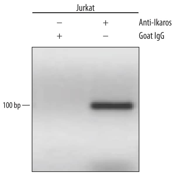 Jurkat human acute T cell leukemia cell line treated with 50 ng/mL PMA and 200 ng/mL calcium ionomycin for 30 minutes was fixed using formaldehyde, resuspended in lysis buffer, and sonicated to shear chromatin. Ikaros/DNA complexes were immunoprecipitated using 5 µg Goat Anti-Human Ikaros Antigen Affinity-purified Polyclonal Antibody (Catalog # AF4984) or control antibody (Catalog # AB-108-C) for 15 minutes in an ultrasonic bath, followed by Biotinylated Anti-Goat IgG Secondary Antibody (Catalog # BAF109). Immunocomplexes were captured using 50 µL of MagCellect Streptavidin Ferrofluid (Catalog # MAG999) and DNA was purified using chelating resin solution. TheVPACpromoter was detected by standard PCR.