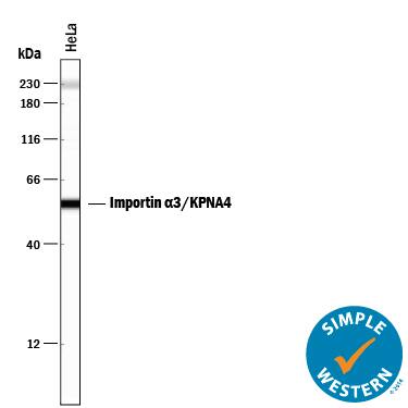 Simple Western lane view shows lysates of HeLa human cervical epithelial carcinoma cell line, loaded at 0.5 mg/mL. A specific band was detected for Importin  alpha 3/KPNA4 at approximately 56 kDa (as indicated) using 10 µg/mL of Mouse Anti-Human Importin  alpha 3/KPNA4 Monoclonal Antibody (Catalog # MAB8204). This experiment was conducted under reducing conditions and using the 12-230 kDa separation system. Non-specific interaction with the 230 kDa Simple Western standard may be seen with this antibody.