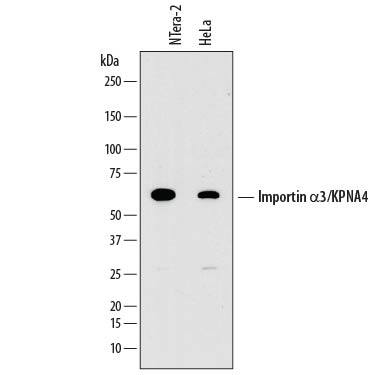 Western blot shows lysates of NTera-2 human testicular embryonic carcinoma cell line and HeLa human cervical epithelial carcinoma cell line. PVDF membrane was probed with 1 µg/mL of Mouse Anti-Human Importin a3/KPNA4 Monoclonal Antibody (Catalog # MAB8204) followed by HRP-conjugated Anti-Mouse IgG Secondary Antibody (Catalog # HAF018). A specific band was detected for Importin a3/KPNA4 at approximately 60 kDa (as indicated). This experiment was conducted under reducing conditions and using Immunoblot Buffer Group 1.