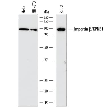 Western blot shows lysates of HeLa human cervical epithelial carcinoma cell line, NIH-3T3 mouse embryonic fibroblast cell line, and Rat-2 rat embryonic fibroblast cell line. PVDF membrane was probed with 1 µg/mL of Mouse Anti-Human Importin  beta /KPNB1 Monoclonal Antibody (Catalog # MAB8209) followed by HRP-conjugated Anti-Mouse IgG Secondary Antibody (Catalog # HAF018). A specific band was detected for Importin  beta /KPNB1 at approximately 97 kDa (as indicated). This experiment was conducted under reducing conditions and using Immunoblot Buffer Group 1.