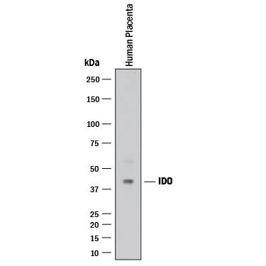 Western blot shows lysates of human placenta tissue. PVDF membrane was probed with 2 µg/mL of Mouse Anti-Human Indoleamine 2,3-dioxygenase/IDO Monoclonal Antibody (Catalog # MAB60302) followed by HRP-conjugated Anti-Mouse IgG Secondary Antibody (Catalog # HAF018). A specific band was detected for Indoleamine 2,3-dioxygenase/IDO at approximately 45 kDa (as indicated). This experiment was conducted under reducing conditions and using Immunoblot Buffer Group 1.