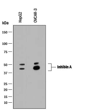 Western blot shows lysates of HepG2 human hepatocellular carcinoma cell line and OVCAR-3 human ovarian carcinoma cell line. PVDF membrane was probed with 1 µg/mL of Mouse Anti-Human Inhibin A Monoclonal Antibody (Catalog # MAB8649) followed by HRP-conjugated Anti-Mouse IgG Secondary Antibody (Catalog # HAF018). Specific bands were detected for Inhibin A at approximately 48 & 53 kDa (as indicated). This experiment was conducted under reducing conditions and using Immunoblot Buffer Group 1.