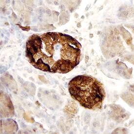 C-Peptide was detected in immersion fixed paraffin-embedded sections of human pancreas using Mouse Anti-Human C-Peptide Monoclonal Antibody (Catalog # MAB14171) at 15 µg/mL overnight at 4 °C. Before incubation with the primary antibody, tissue was subjected to heat-induced epitope retrieval using Antigen Retrieval Reagent-Basic (Catalog # CTS013). Tissue was stained using the Anti-Mouse HRP-DAB Cell & Tissue Staining Kit (brown; Catalog # CTS002) and counter-stained with hematoxylin (blue). Specific staining was localized to the cytoplasm of islet cells. View our protocol for Chromogenic IHC Staining of Paraffin-embedded Tissue Sections.