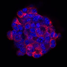 Immunocytochemistry Insulin Antibody (182410) [Unconjugated]