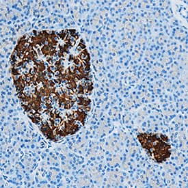 C-Peptide was detected in immersion fixed paraffin-embedded sections of human pancreas using Mouse Anti-Human C-Peptide Monoclonal Antibody (Catalog # MAB80561) at 15 µg/mL overnight at 4 °C. Tissue was stained using the Anti-Mouse HRP-DAB Cell & Tissue Staining Kit (brown; Catalog # CTS002) and counterstained with hematoxylin (blue). Specific staining was localized to islets. View our protocol for Chromogenic IHC Staining of Paraffin-embedded Tissue Sections.