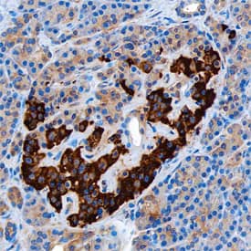 Insulin was detected in immersion fixed paraffin-embedded sections of human pancreas using Mouse Anti-Human Insulin Monoclonal Antibody (Catalog # MAB8056) at 15 µg/mL overnight at 4 °C. Before incubation with the primary antibody, tissue was subjected to heat-induced epitope retrieval using Antigen Retrieval Reagent-Basic (Catalog # CTS013). Tissue was stained using the Anti-Mouse HRP-DAB Cell & Tissue Staining Kit (brown; Catalog # CTS002) and counter-stained with hematoxylin (blue). Specific staining was localized to islets. View our protocol for Chromogenic IHC Staining of Paraffin-embedded Tissue Sections.