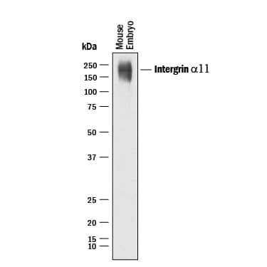 Western blot shows lysates of mouse embryo tissue. PVDF Membrane was probed with 1 µg/mL of Mouse Integrin a11 Antigen Affinity-purified Polyclonal Antibody (Catalog # AF6498) followed by HRP-conjugated Anti-Sheep IgG Secondary Antibody (Catalog # HAF016). A specific band was detected for Integrin a11 at approximately 230 kDa (as indicated). This experiment was conducted under reducing conditions and using Immunoblot Buffer Group 1.