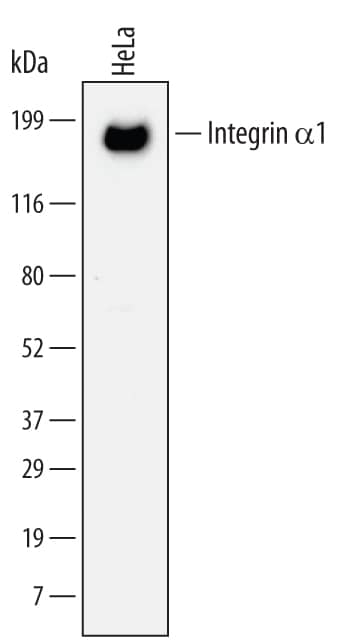 Western blot shows lysates of HeLa human cervical epithelial carcinoma cell line. PVDF Membrane was probed with 2 µg/mL of Human Integrin a1/CD49a Monoclonal Antibody (Catalog # MAB5676) followed by HRP-conjugated Anti-Mouse IgG Secondary Antibody (Catalog # HAF007). A specific band was detected for Integrin a1/CD49a at approximately 190 kDa (as indicated). This experiment was conducted under non-reducing conditions and using Immunoblot Buffer Group 1.