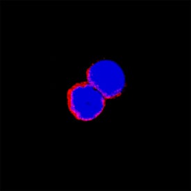 Integrin a2/CD49b was detected in immersion fixed mouse splenocytes using Sheep Anti-Mouse Integrin a2/CD49b Antigen Affinity-purified Polyclonal Antibody (Catalog # AF1740) at 15 µg/mL for 3 hours at room temperature. Cells were stained using the NorthernLights™ 557-conjugated Anti-Sheep IgG Secondary Antibody (red; Catalog # NL010) and counterstained with DAPI (blue). Specific staining was localized to cell surfaces. View our protocol for Fluorescent ICC Staining of Non-adherent Cells.