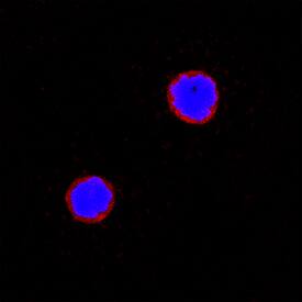 Integrin a2/CD49b was detected in immersion fixed mouse splenocytes using Sheep Anti-Mouse Integrin a2/CD49b Biotinylated Antigen Affinity-purified Polyclonal Antibody (Catalog # BAF1740) at 15 µg/mL for 3 hours at room temperature. Cells were stained using the NorthernLights™ 557-conjugated Streptavidin (red; Catalog # NL999) and counterstained with DAPI (blue). Specific staining was localized to cell surfaces. View our protocol for Fluorescent ICC Staining of Non-adherent Cells.