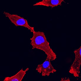 Immunocytochemistry Integrin alpha 2/CD49b Antibody (HAS3) [Unconjugated]