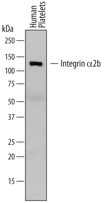 Western Blot Integrin alpha 2b/CD41 Antibody (745201) [Unconjugated]
