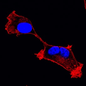 Integrin a3/CD49c was detected in immersion fixed HT1080 human fibrosarcoma cell line using Mouse Anti-Human Integrin a3/CD49c Biotinylated Monoclonal Antibody (Catalog # BAM1345) at 25 µg/mL for 3 hours at room temperature. Cells were stained using the NorthernLights™ 557-conjugated Streptavidin (red; Catalog # NL999) and counterstained with DAPI (blue). Specific staining was localized to plasma membranes and cytoplasm. View our protocol for Fluorescent ICC Staining of Cells on Coverslips.
