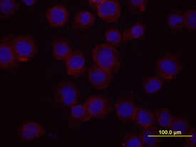 Integrin a4/ CD49d was detected in immersion fixed U937 human histiocytic lymphoma cell line using 10 µg/mL Mouse Anti-Human Integrin a4/CD49d Monoclonal Antibody (Catalog # MAB1354) for 3 hours at room temperature. Cells were stained with the NorthernLights™ 557-conjugated Anti-Mouse IgG Secondary Antibody (red; Catalog # NL007) and counter-stained with DAPI (blue). View our protocol for Fluorescent ICC Staining of Cells on Coverslips.