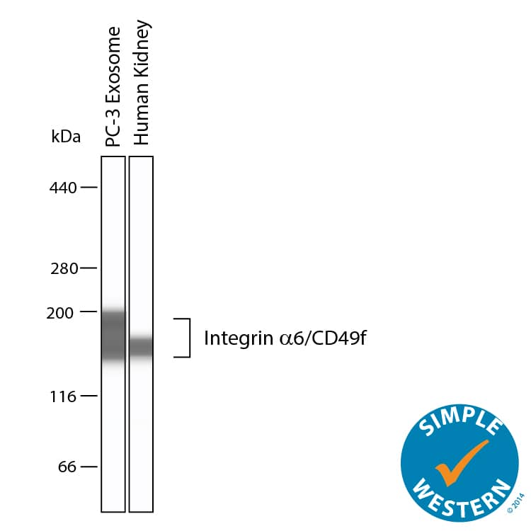 Simple Western shows lysates of Exosome Standards (PC‑3) (NBP2-49856) and human kidney tissue, loaded at 0.5 mg/ml. A specific band was detected for Integrin  alpha 6/CD49f at approximately 163 kDa (as indicated) using 10 µg/mL of Goat Anti-Human Integrin  alpha 6/CD49f Antigen Affinity-purified Polyclonal Antibody (Catalog # AF1350). This experiment was conducted under reducing conditions and using the 66-440kDa separation system.