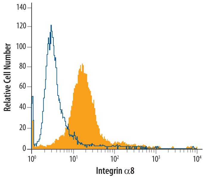 H4 human neuroglioma cell line was stained with Mouse Anti-Human Integrin a8 Monoclonal Antibody (Catalog # MAB6194, filled histogram) or isotype control antibody (Catalog # MAB0041, open histogram), followed by Phycoerythrin-conjugated Anti-Mouse IgG Secondary Antibody (Catalog # F0102B).