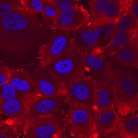 Integrin a8 was detected in immersion fixed H4 human neuroglioma cell line using Mouse Anti-Human Integrin a8 Monoclonal Antibody (Catalog # MAB6194) at 10 µg/mL for 3 hours at room temperature. Cells were stained using the NorthernLights™ 557-conjugated Anti-Mouse IgG Secondary Antibody (red; Catalog # NL007) and counterstained with DAPI (blue). Specific staining was localized to cell surfaces and cytoplasm. View our protocol for Fluorescent ICC Staining of Cells on Coverslips.