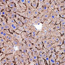 Immunohistochemistry Integrin alpha 9 Antibody [Unconjugated]