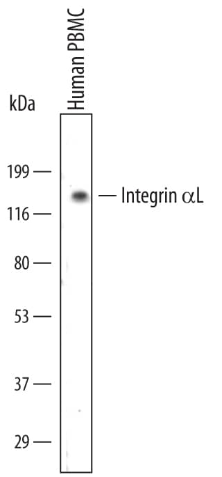 Western Blot Integrin alpha L/CD11a Antibody (345913) [Unconjugated]