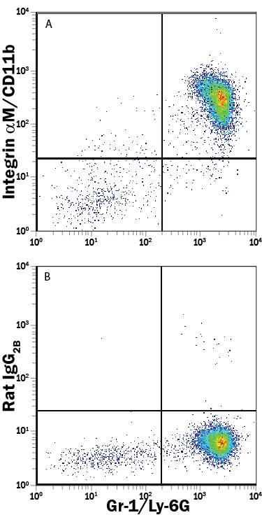 Mouse bone marrow cells were stained with Rat Anti-Mouse Gr-1/Ly-6G PE-conjugated Monoclonal Antibody (Catalog # FAB1037P) and either (A) Rat Anti-Mouse Integrin aM/CD11b APC-conjugated Monoclonal Antibody (Catalog # FAB1124A) or (B) Rat IgG2BAllophycocyanin Isotype Control (Catalog # IC013A). View our protocol for Staining Membrane-associated Proteins.