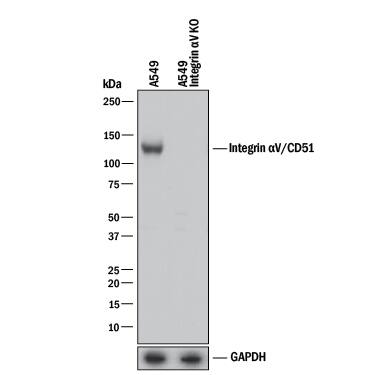 <b>Genetic Strategies Validation. </b>Western blot shows lysates of A549 human lung carcinoma parental cell line and Integrin aV/CD51 knockout A549 cell line (KO). PVDF membrane was probed with 0.5 µg/mL of Goat Anti-Human/Mouse/Rat Integrin aV/CD51 Antigen Affinity-purified Polyclonal Antibody (Catalog # AF1219) followed by HRP-conjugated Anti-Goat IgG Secondary Antibody (Catalog # HAF017). A specific band was detected for Integrin aV/CD51 at approximately 120 kDa (as indicated) in the parental A549 cell line, but is not detectable in knockout A549 cell line. GAPDH (Catalog # AF5718) is shown as a loading control. This experiment was conducted under reducing conditions and using Immunoblot Buffer Group 1.