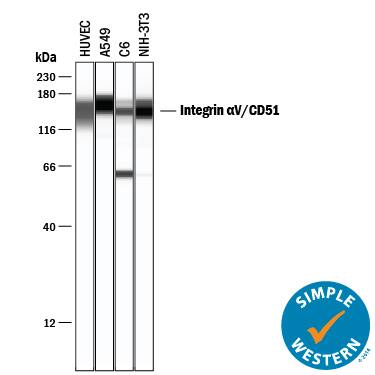 Simple Western lane view shows lysates of HUVEC human umbilical vein endothelial cells, A549 human lung carcinoma cell line, C6 rat glioma cell line, and NIH-3T3 mouse embryonic fibroblast cell line, loaded at 0.2 mg/mL. A specific band was detected for Integrin aV/CD51 at approximately 149-161 kDa (as indicated) using 20 µg/mL of Goat Anti-Human/Mouse/Rat Integrin aV/CD51 Antigen Affinity-purified Polyclonal Antibody (Catalog # AF1219) followed by 1:50 dilution of HRP-conjugated Anti-Goat IgG Secondary Antibody (Catalog # HAF109). This experiment was conducted under reducing conditions and using the 12-230 kDa separation system.