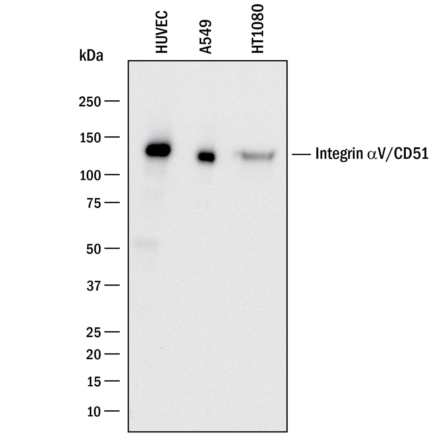 Western blot shows lysates of HUVEC human umbilical vein endothelial cells, A549 human lung carcinoma cell line, and HT1080 human fibrosarcoma cell line. PVDF membrane was probed with 0.5 µg/mL of Goat Anti-Human Integrin aV/CD51 Antigen Affinity-purified Polyclonal Antibody (Catalog # AF1219) followed by HRP-conjugated Anti-Goat IgG Secondary Antibody (Catalog # HAF017). A specific band was detected for Integrin aV/CD51 at approximately 130 kDa (as indicated). This experiment was conducted under reducing conditions and using Immunoblot Buffer Group 1.