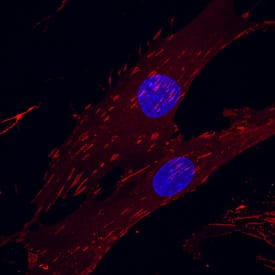 Integrin aV/CD51 was detected in immersion fixed human mesenchymal stem cells using Goat Anti-Human Integrin aV/CD51 Biotinylated Antigen Affinity-purified Polyclonal Antibody (Catalog # BAF1219) at 10 µg/mL for 3 hours at room temperature. Cells were stained using the NorthernLights™ 557-conjugated Streptavidin (red; Catalog # NL999) and counterstained with DAPI (blue). Specific staining was localized to cytoplasm and cell surface. View our protocol for Fluorescent ICC Staining of Non-adherent Cells.