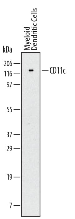 Western blot shows lysates of human mature myeloid dendritic cells. PVDF Membrane was probed with 2 µg/mL of Mouse Anti-Human CD11c Monoclonal Antibody (Catalog # MAB17771) followed by HRP-conjugated Anti-Mouse IgG Secondary Antibody (Catalog # HAF007). A specific band was detected for CD11c at approximately 150 kDa (as indicated). This experiment was conducted under reducing conditions and using Immunoblot Buffer Group 1with 0.05% Tween® 20 in the blotting buffer.