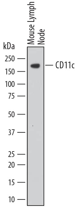 Western blot shows lysates of mouse lymph node tissue. PVDF membrane was probed with 2 µg/mL of Rat Anti-Mouse CD11c Monoclonal Antibody (Catalog # MAB6950) followed by HRP-conjugated Anti-Rat IgG Secondary Antibody (Catalog # HAF005). A specific band was detected for CD11c at approximately 170 kDa (as indicated). This experiment was conducted under reducing conditions and using Immunoblot Buffer Group 1.