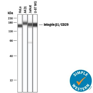 Simple Western lane view shows lysates of HeLa human cervical epithelial carcinoma cell line, A431 human epithelial carcinoma cell line, Jurkat human acute T cell leukemia cell line, and U-87 MG human glioblastoma/astrocytoma cell line, loaded at 0.2 mg/mL. Specific bands were detected for Integrin  beta 1/CD29 at approximately 157-176 kDa (as indicated) using 10 µg/mL of Goat Anti-Human/Canine Integrin  beta 1/CD29 Antigen Affinity-purified Polyclonal Antibody (Catalog # AF1778) followed by 1:50 dilution of HRP-conjugated Anti-Goat IgG Secondary Antibody (Catalog # HAF109). This experiment was conducted under reducing conditions and using the 12-230 kDa separation system.