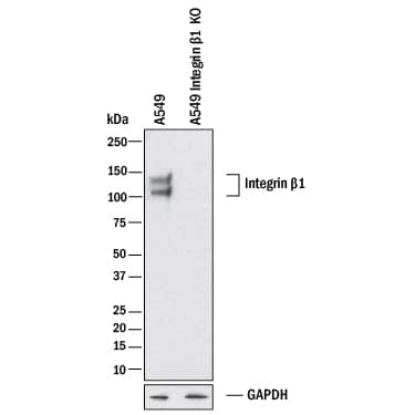 <b>Genetic Strategies Validation. </b>Western blot shows lysates of A549 human lung carcinoma parental cell line and Integrin  beta 1/CD29 knockout A549 cell line (KO). PVDF membrane was probed with 1 µg/mL of Goat Anti-Human/Canine Integrin  beta 1/CD29 Antigen Affinity-purified Polyclonal Antibody (Catalog # AF1778) followed by HRP-conjugated Anti-Goat IgG Secondary Antibody (Catalog # HAF017). Specific bands were detected for Integrin  beta 1/CD29 at approximately 105 kDa and 120 kDa (as indicated) in the parental A549 cell line, but is not detectable in knockout A549 cell line. GAPDH (Catalog # MAB5718) is shown as a loading control. This experiment was conducted under reducing conditions and using Immunoblot Buffer Group 1.