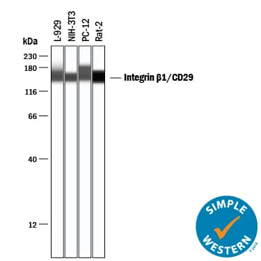 Simple Western Integrin beta 1/CD29 Antibody [Unconjugated]