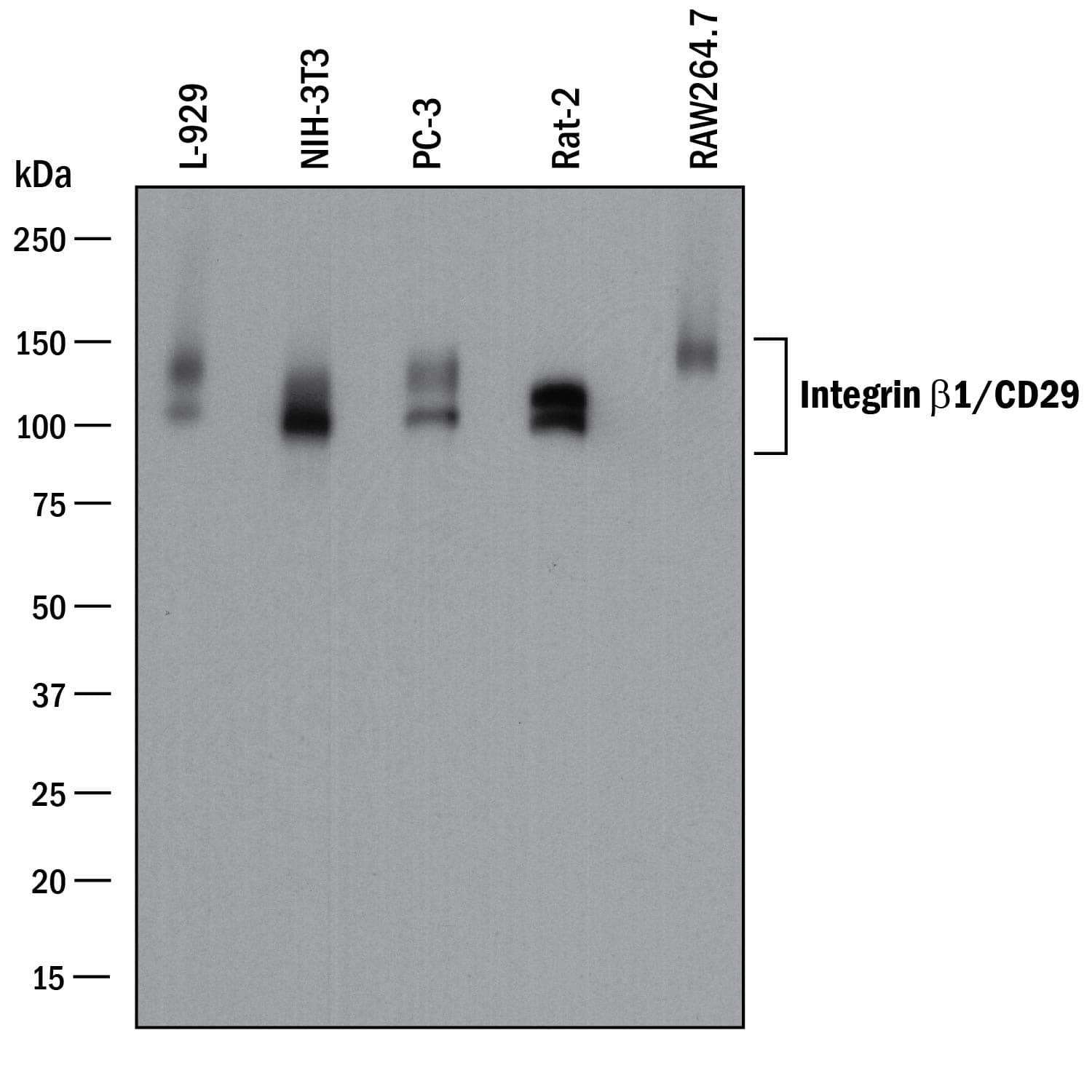 Western Blot Integrin beta 1/CD29 Antibody [Unconjugated]